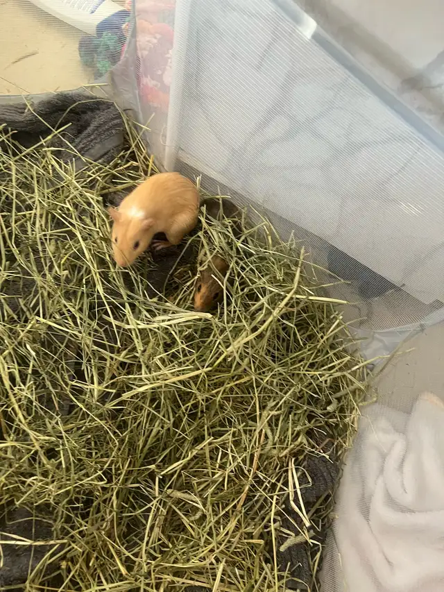 Guinea pigs - Photo 3