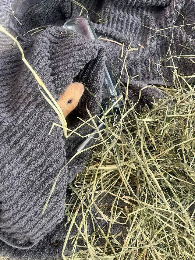 Guinea pigs - Photo 4