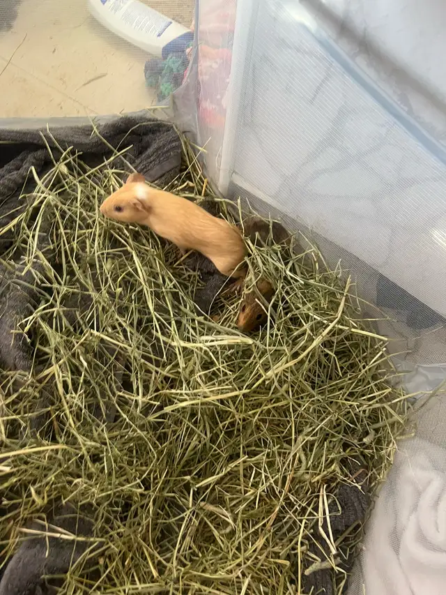 Guinea pigs - Photo 5