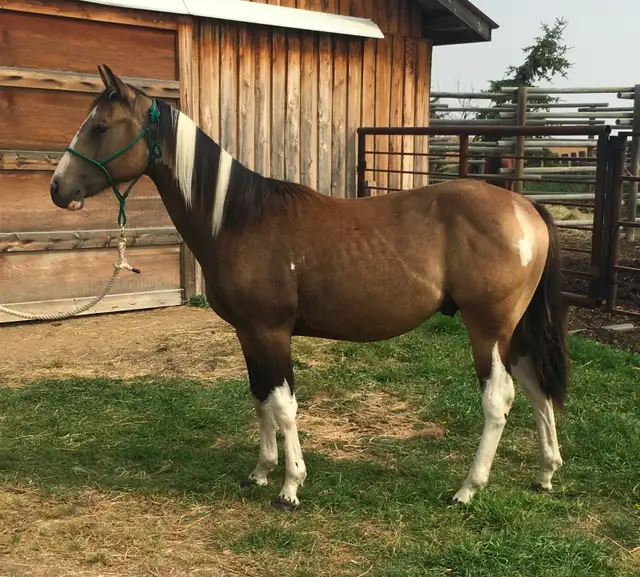 Crimson Hasta Whix   &   Isle B Skip Zan Parr