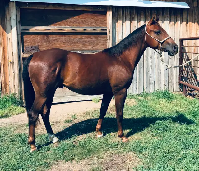 Crimson Hasta Whix   &   Isle B Skip Zan Parr - Photo 2