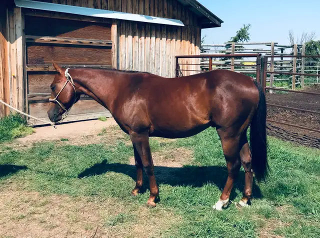 Crimson Hasta Whix   &   Isle B Skip Zan Parr - Photo 3