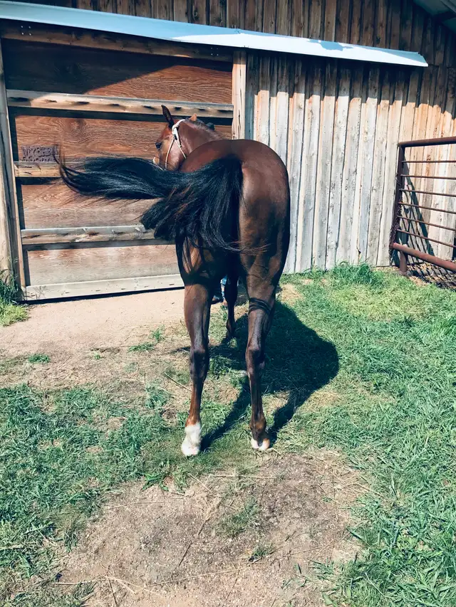 Crimson Hasta Whix   &   Isle B Skip Zan Parr - Photo 4