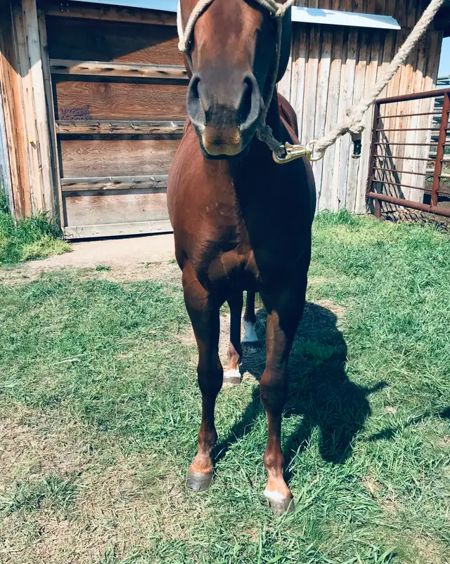 Crimson Hasta Whix   &   Isle B Skip Zan Parr - Photo 5