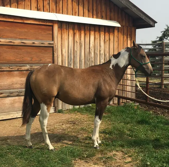 Crimson Hasta Whix   &   Isle B Skip Zan Parr - Photo 7