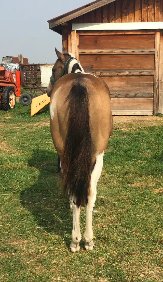 Crimson Hasta Whix   &   Isle B Skip Zan Parr - Photo 8