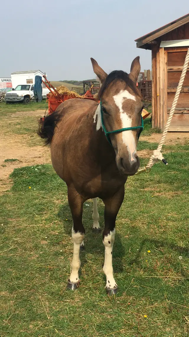 Crimson Hasta Whix   &   Isle B Skip Zan Parr - Photo 9