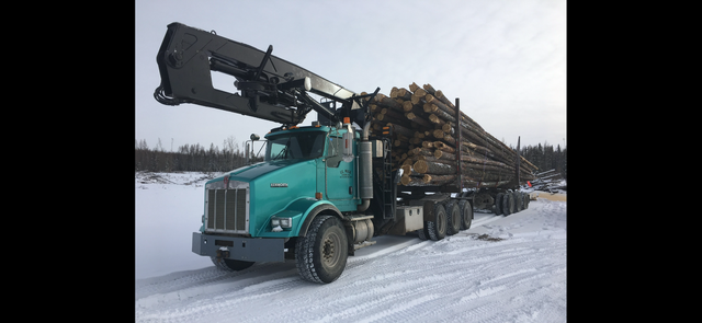 Loads of logs for firewood or milling