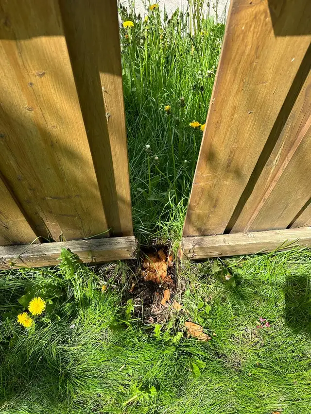 Fence posts & more - Photo 2