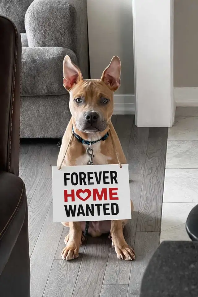 handsome boy looking for forever home