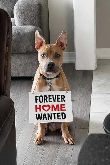 handsome boy looking for forever home