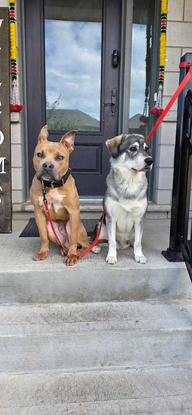 handsome boy looking for forever home - Photo 2