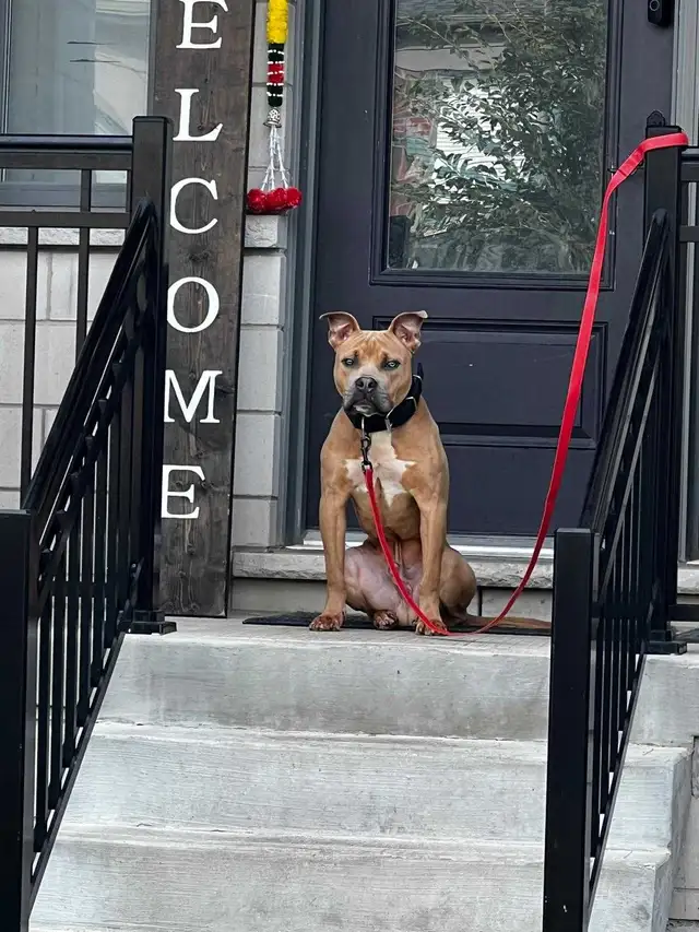 handsome boy looking for forever home - Photo 3