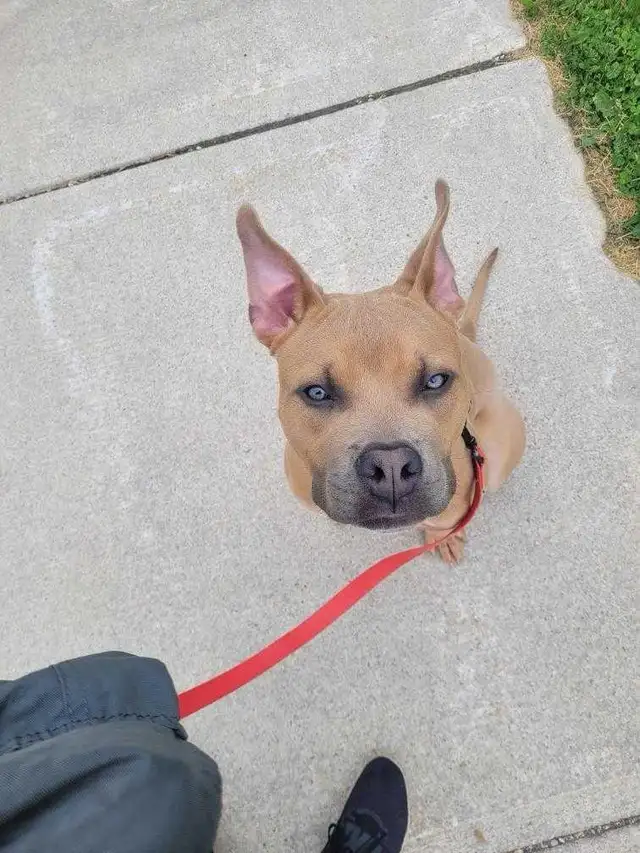 handsome boy looking for forever home - Photo 4