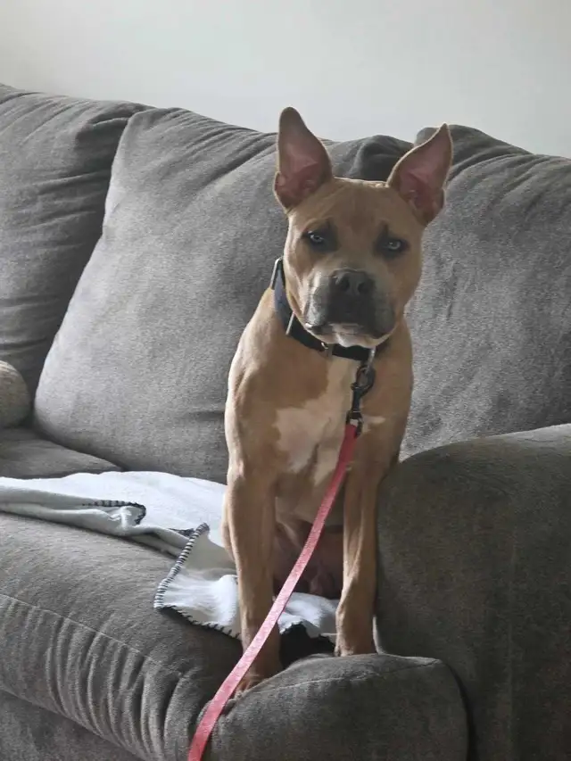 handsome boy looking for forever home - Photo 5