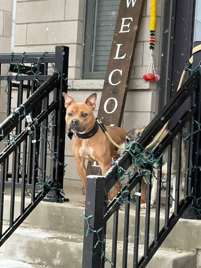 handsome boy looking for forever home - Photo 6