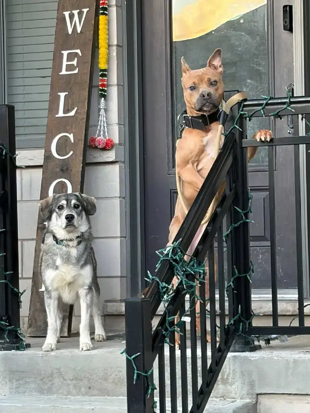 handsome boy looking for forever home - Photo 7