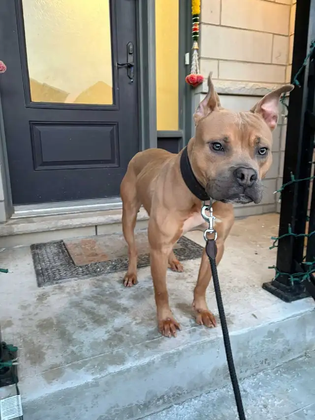 handsome boy looking for forever home - Photo 8