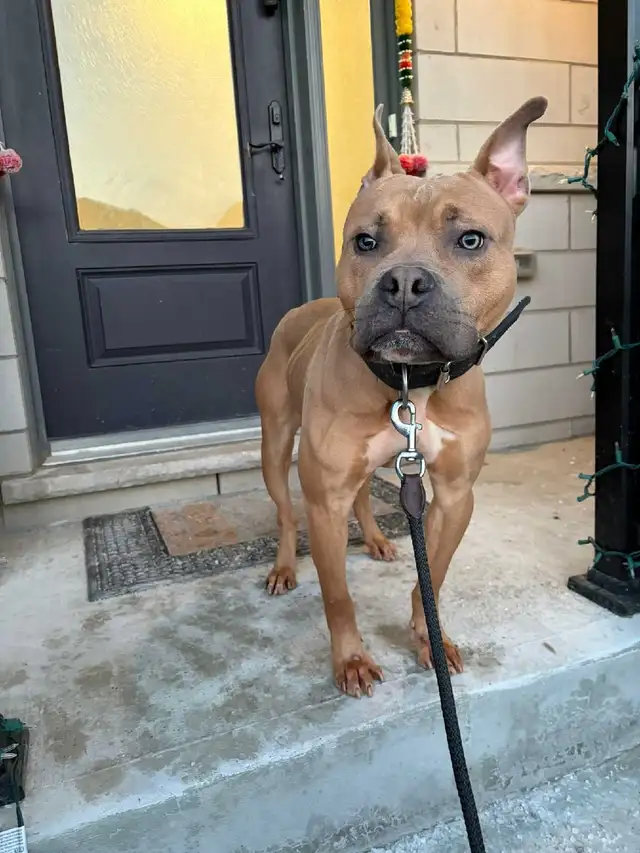 handsome boy looking for forever home - Photo 9