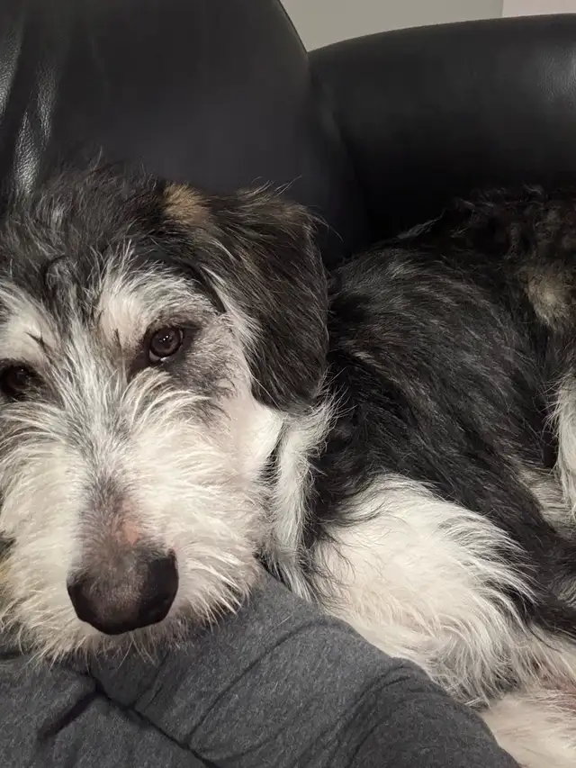 Husky/Poodle - Photo 2