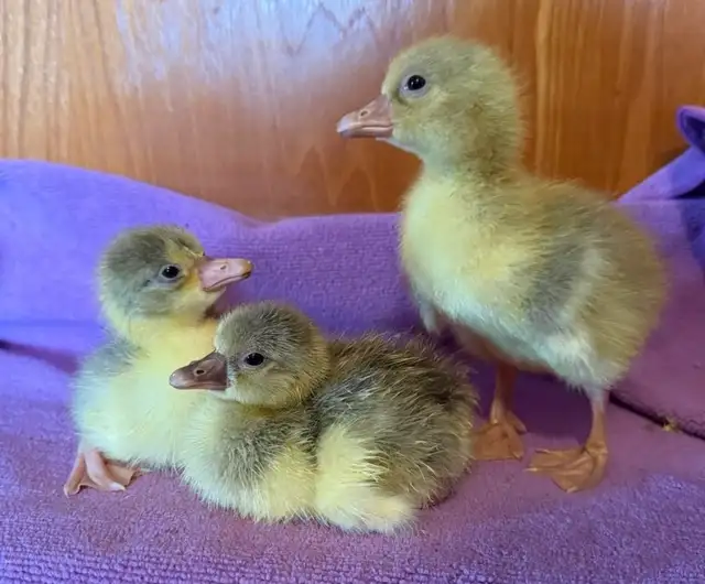 Coloured Sebastopol Goslings