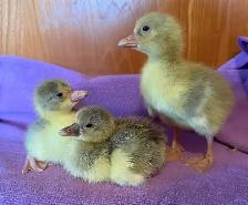 Coloured Sebastopol Goslings