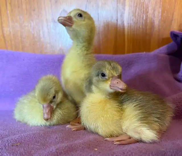 Coloured Sebastopol Goslings - Photo 2