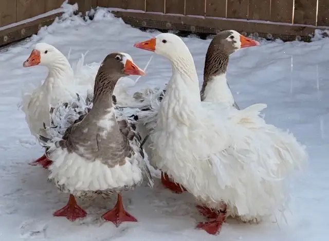 Coloured Sebastopol Goslings - Photo 3