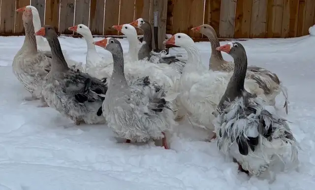 Coloured Sebastopol Goslings - Photo 4
