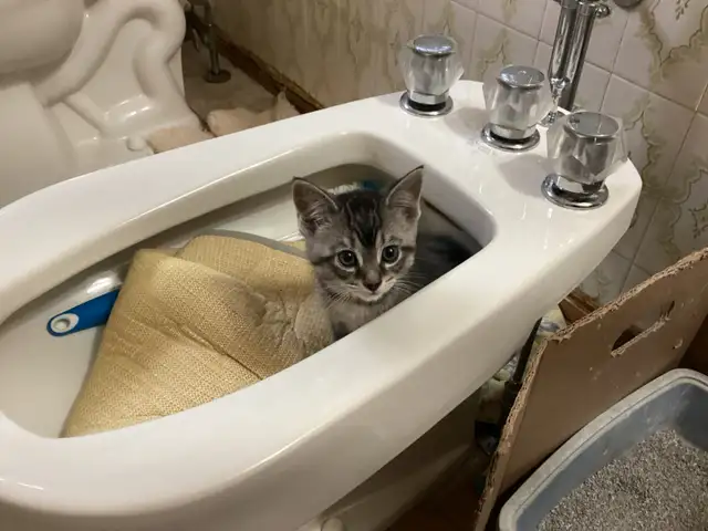 Beautiful kitten - Photo 2