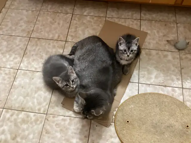 Beautiful kitten - Photo 3