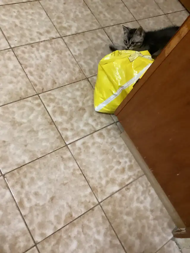 Beautiful kitten - Photo 4