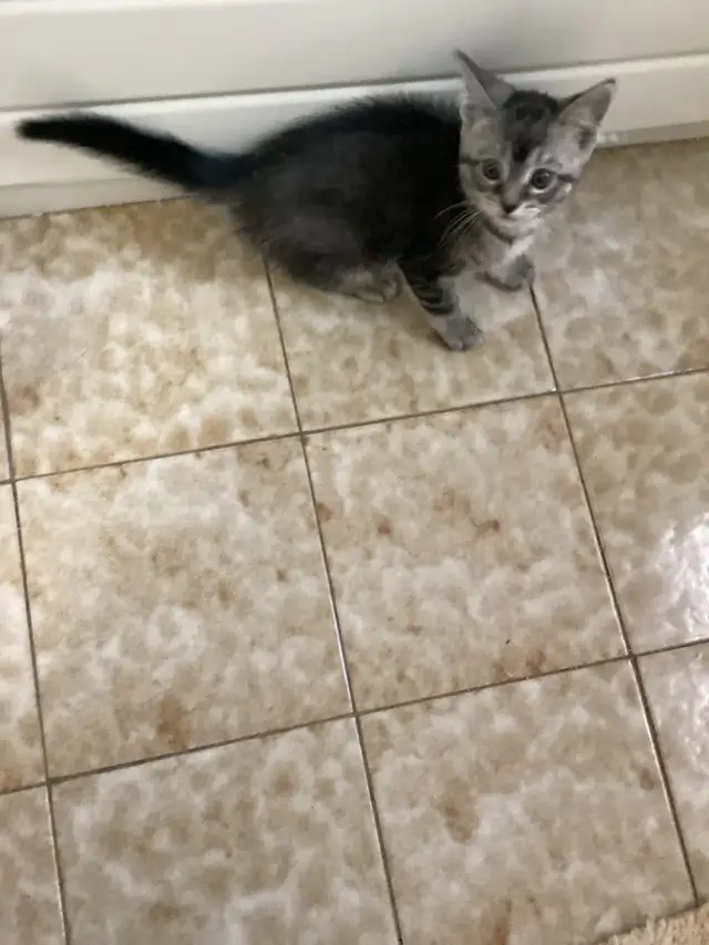 Beautiful kitten - Photo 5