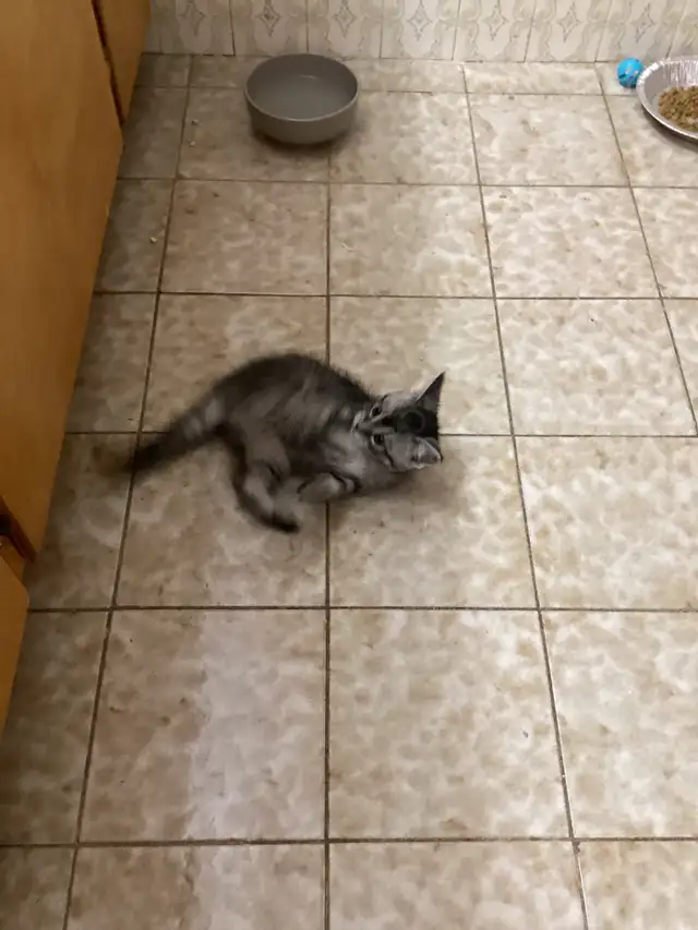 Beautiful kitten - Photo 6