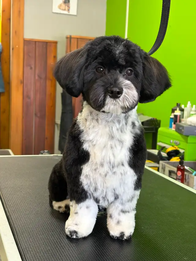 Dog and cat grooming! Weekend appts available