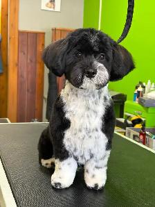 Dog and cat grooming! Weekend appts available