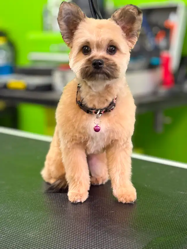 Dog and cat grooming! Weekend appts available - Photo 3