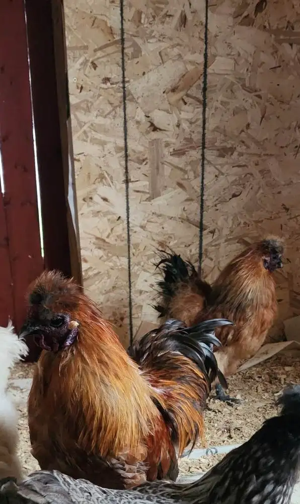 Roosters for sale!