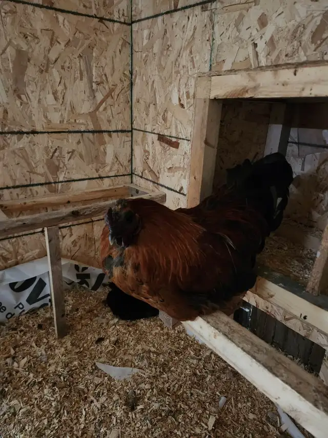 Roosters for sale! - Photo 2