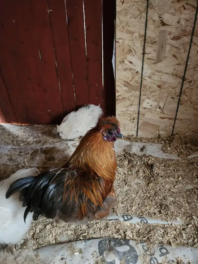 Roosters for sale! - Photo 3