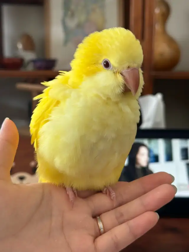 Handfed Lutino Quaker baby