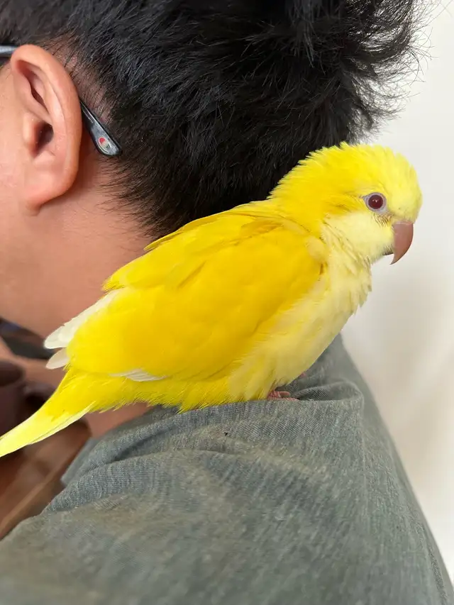 Handfed Lutino Quaker baby - Photo 2