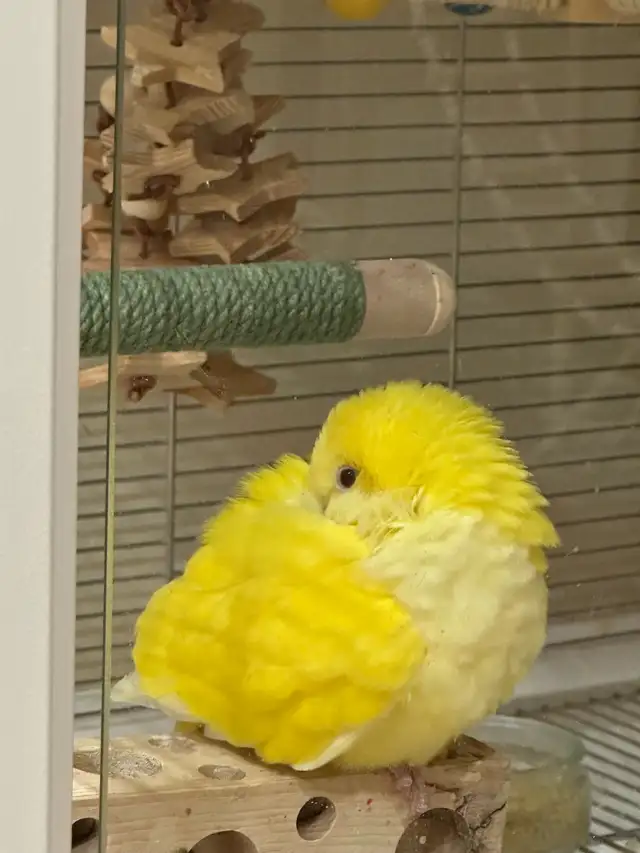 Lutino Quaker baby - Photo 2