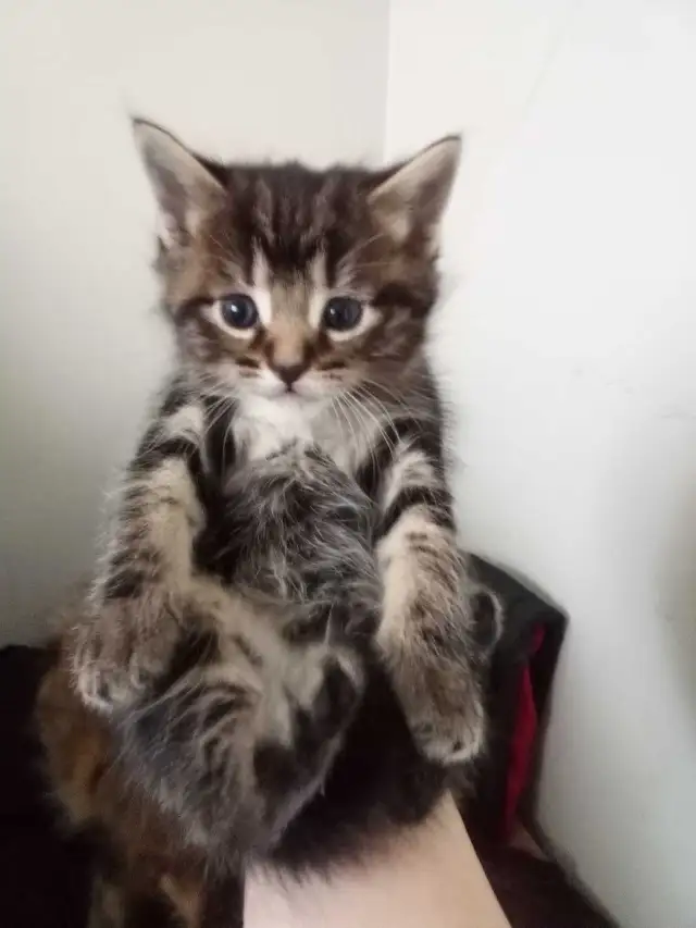 8 week old beautiful kittens