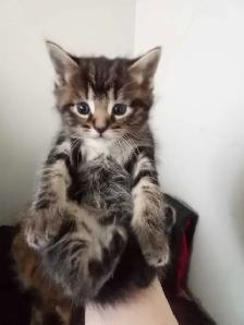 8 week old beautiful kittens