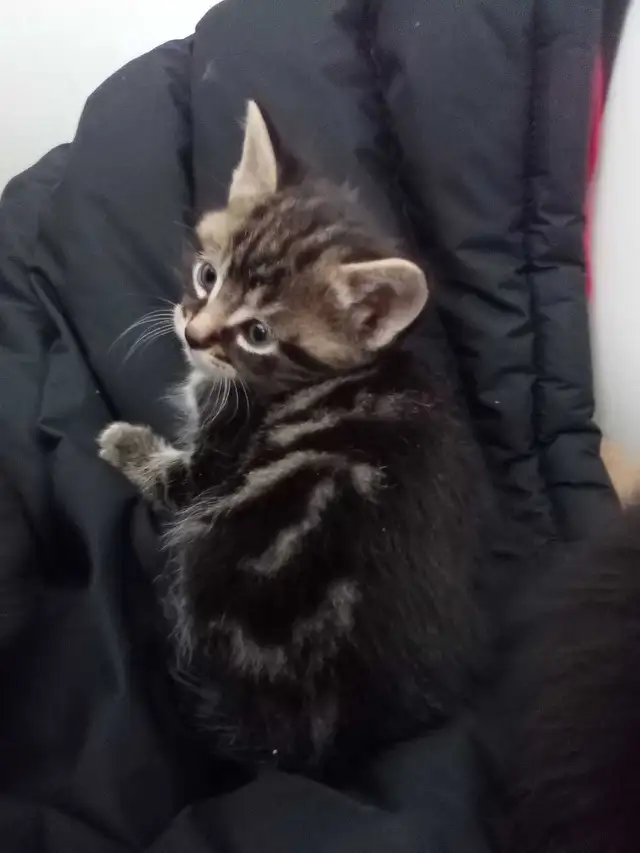 8 week old beautiful kittens - Photo 2