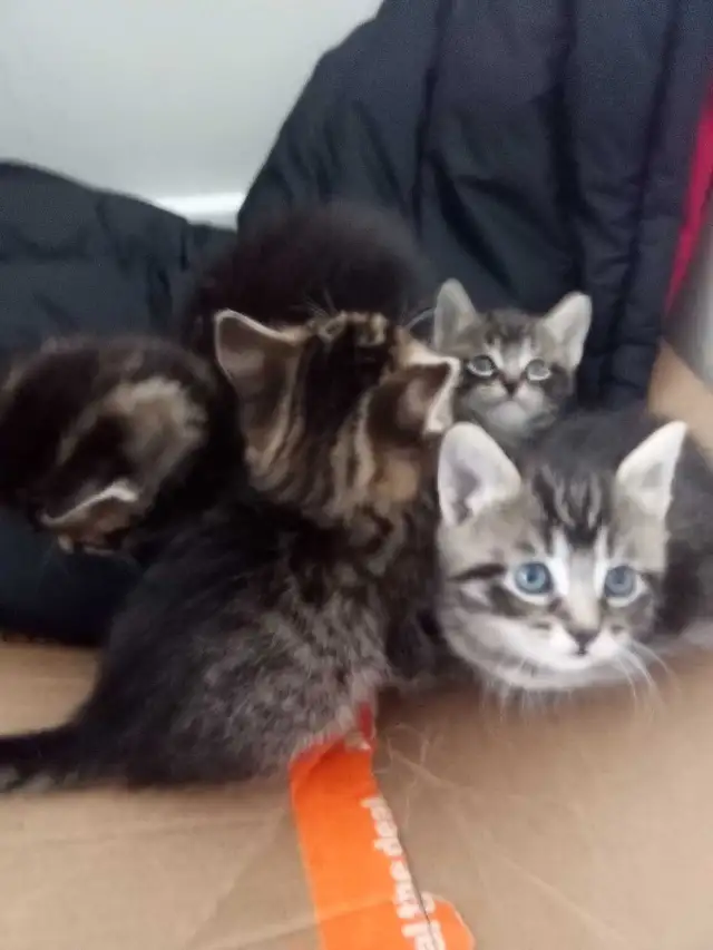 8 week old beautiful kittens - Photo 3