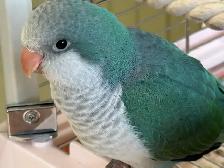 Handfed turquoise Quaker baby