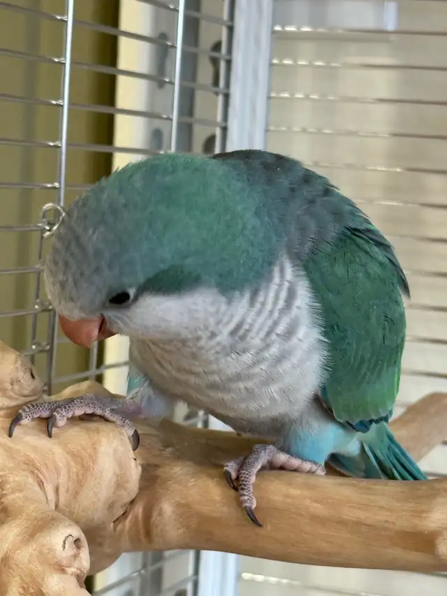 Handfed turquoise Quaker baby - Photo 2