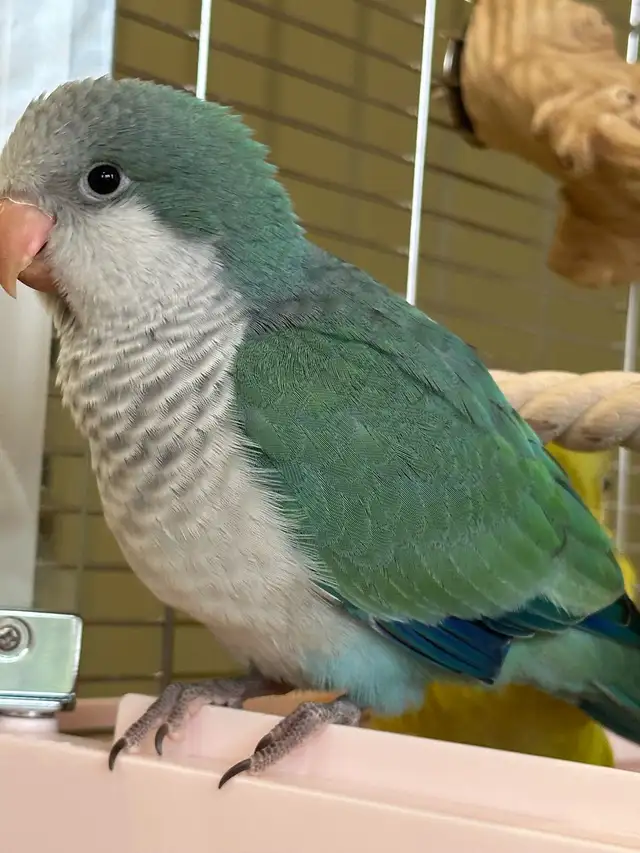 Turquoise Quaker baby